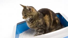 Möglichkeiten, eine Katze an ein Tablett zu gewöhnen Was tun, um eine Katze an ein Tablett zu gewöhnen?