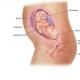 Fotografija fetusa, fotografija abdomena, ultrazvuk i video snimak razvoja djeteta Trbuh izgleda u 25 sedmici