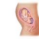 Հղիության քսանհինգերորդ շաբաթ. պրոլակտին հորմոնը և դրա ազդեցությունը մոր և երեխայի վրա